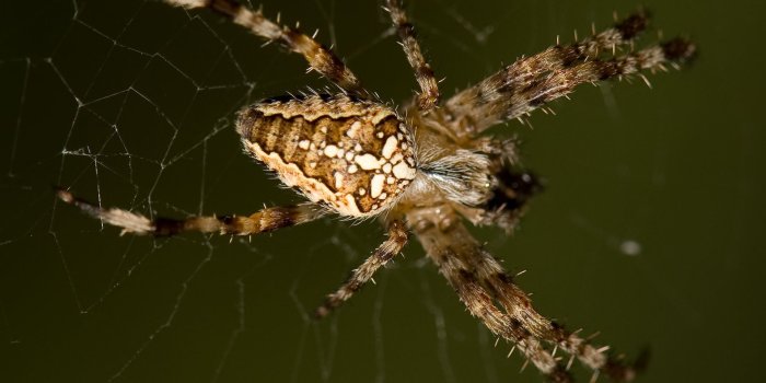 1920x1200 Spider Wallpaper #6849375