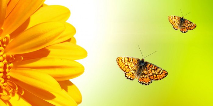 1680x1050 Download Wallpaper 1680x1050 Sunflower garland, Sunflower grill