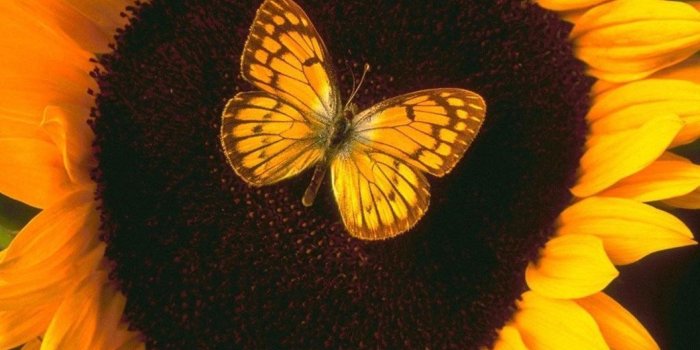1368x855 Flowers: Butterfly Sunflower Animal Nature Flower Wallpaper Pictures