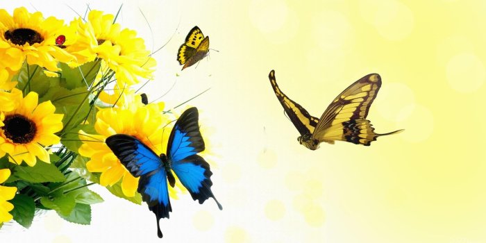 1920x1080 HD wallpaper: Sunflowers After The Rain, yellow, fall, papillon