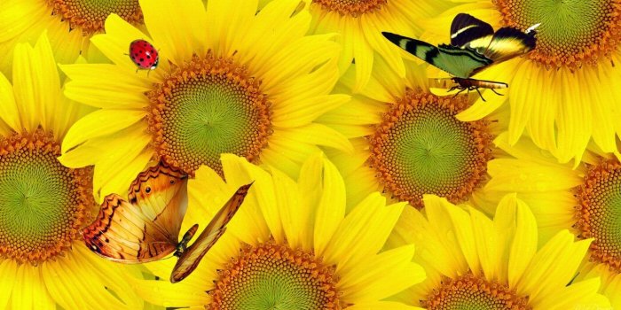 1366x768 Flowers: Wall Sunflowers Autumn Butterflies Lady Bug Summer Fall