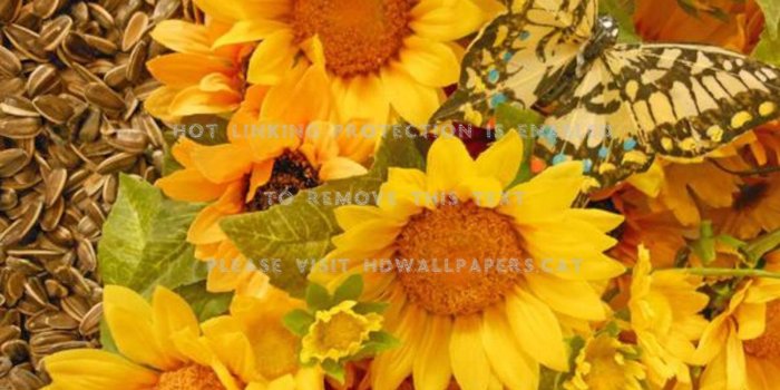 1600x1200 butterfly on sunflowers animal insect