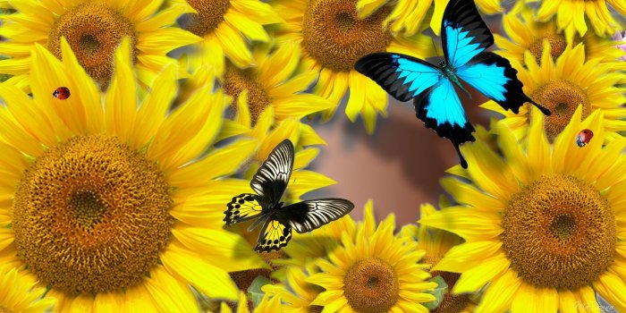 1920x1080 Bright Sunny Wallpaper (59+ images)