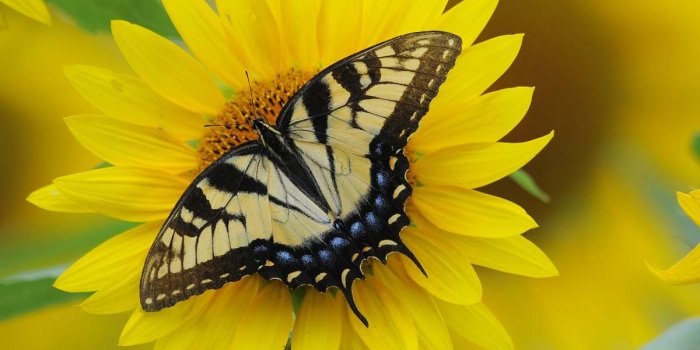 1200x879 HD Beautiful Sunflower Images & Wallpapers (Jenifer Stuhr, February