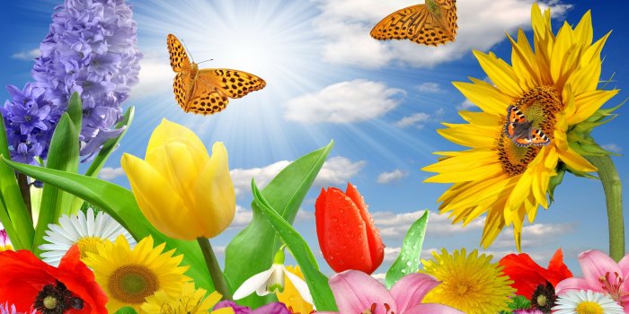 2560x1600 Summer Spring Butterfly Flowers Sunlight Rays Color 3264x2547