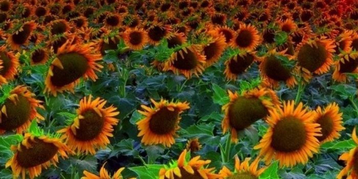 1080x1920 Sunflowers At Sunset Wallpapers