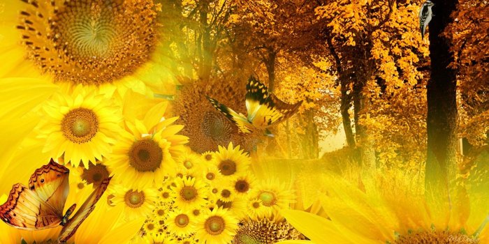 1920x1080 55+ Fall Butterfly Wallpapers - Download at WallpaperBro