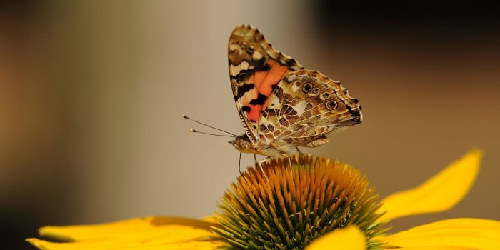 1920x1080 Butterfly on Top of Sunflower Wallpaper - Wallpaper Stream