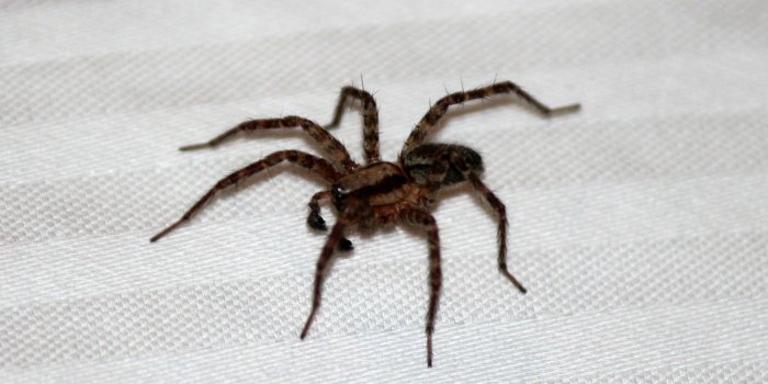 2200x1869 66+ Scary Spider Wallpapers on WallpaperPlay