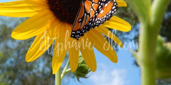 794x1059 sunflower picture, monarch butterfly, sunflower lover, butterfly lover,  yellow flower, sunflower wedding, butterfly wallpaper, sunflower