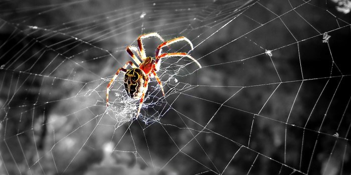 1680x1050 Spider Wallpaper, Cool Wallpapers | Spider HD Widescreen Wallpapers