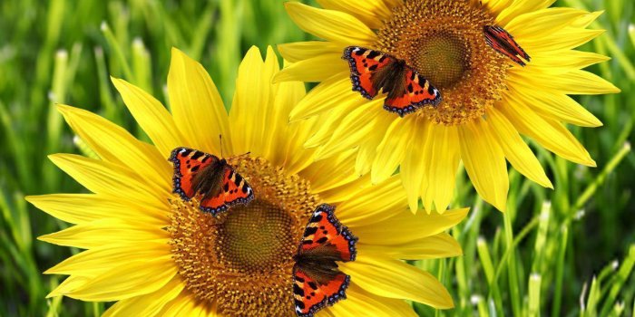 1280x800 Butterflies n Sunflowers Live wallpaper for Android - APK Download