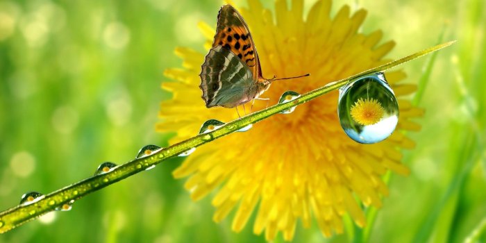 2560x1600 68+ Green Butterfly Wallpapers on WallpaperPlay