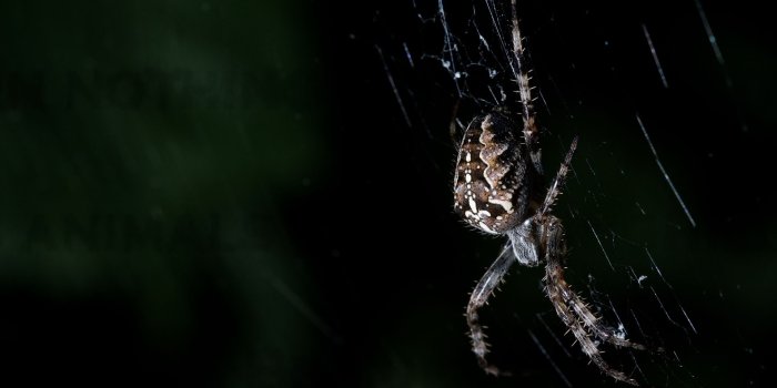 1920x1080 Best 50+ Spider Backgrounds on HipWallpaper | Spider Web Wallpaper