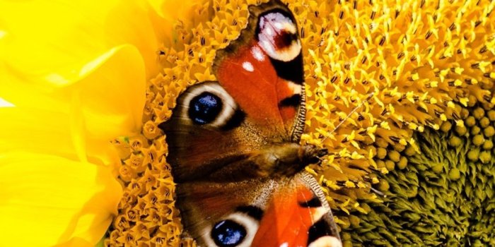1080x1920 Sunflower and butterfly, yellow petals 1080x1920 iPhone 8/7/6/6S