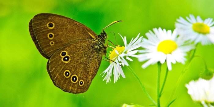1920x1200 White sunflowers and butterfly wallpaper | HD Wallpapers Rocks