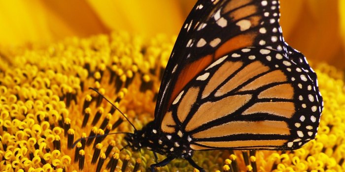 2005x2005 Monarch butterfly on sunflower during daytime free image | Peakpx