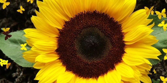 1024x819 Flower: Sunflower Butterflies Nature Flower Desktop Wallpaper Images
