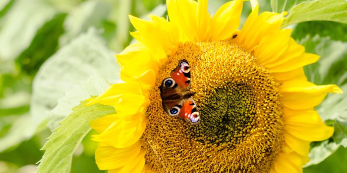 4928x3264 wallpaper sunflowers, butterfly, flower HD : Widescreen : High