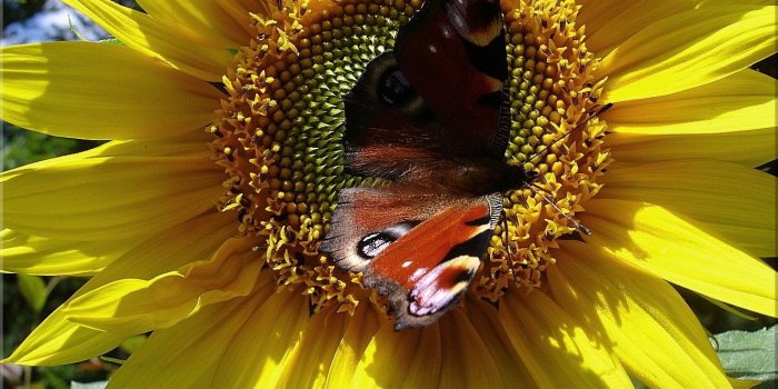 1330x998 Wallpaper Butterflies: Animal Summer Sunflower Sun Butterfly Yellow