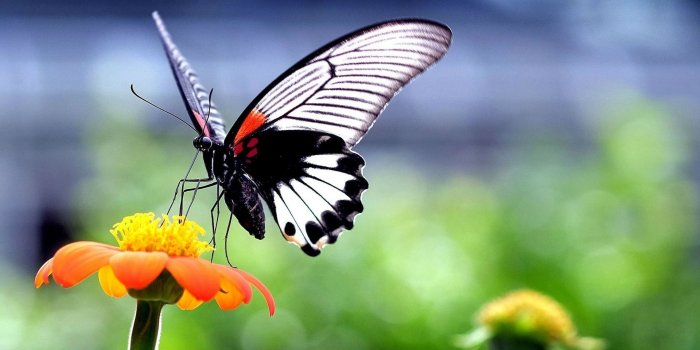 1920x1200 Cute Butterfly Wallpapers (74+ background pictures)