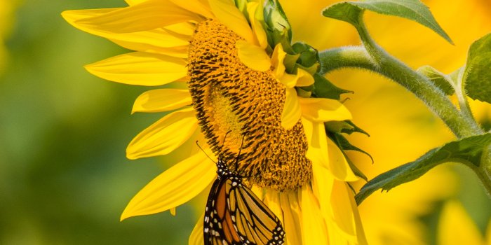 3415x3415 Download wallpaper 3415x3415 sunflower, butterfly, yellow, summer
