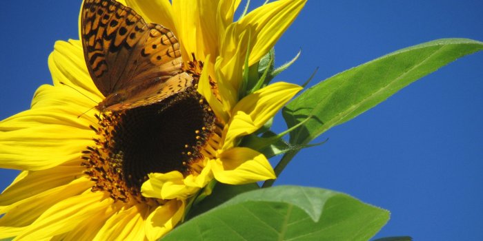2048x1536 Free stock photo of butterfly, butterfly on a flower, butterfly on