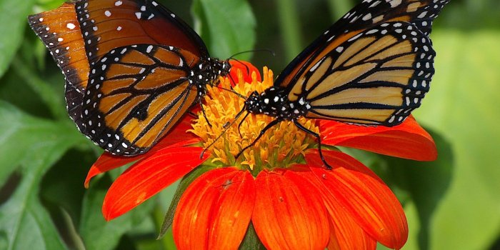 2000x1500 Butterflies On Red Sunflower Wallpapers Desktop Background