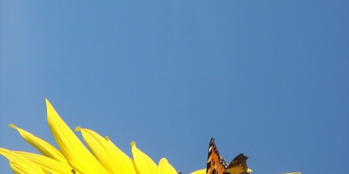1440x1920 sunflower and brown and black butterfly free image | Peakpx