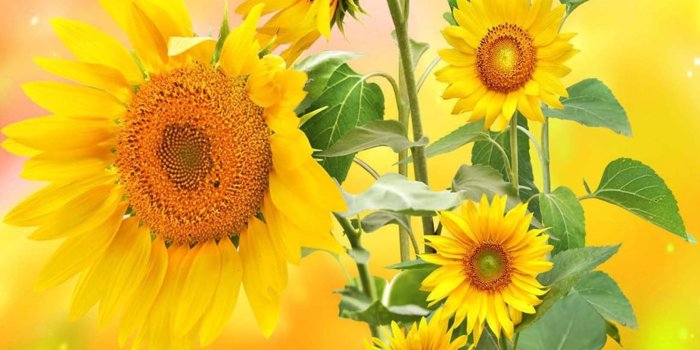 1625x3263 3D Sunflowers Butterflies 1324 Stair Risers | AJ Wallpaper