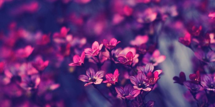 1920x1200 Purple Flowers Wallpapers