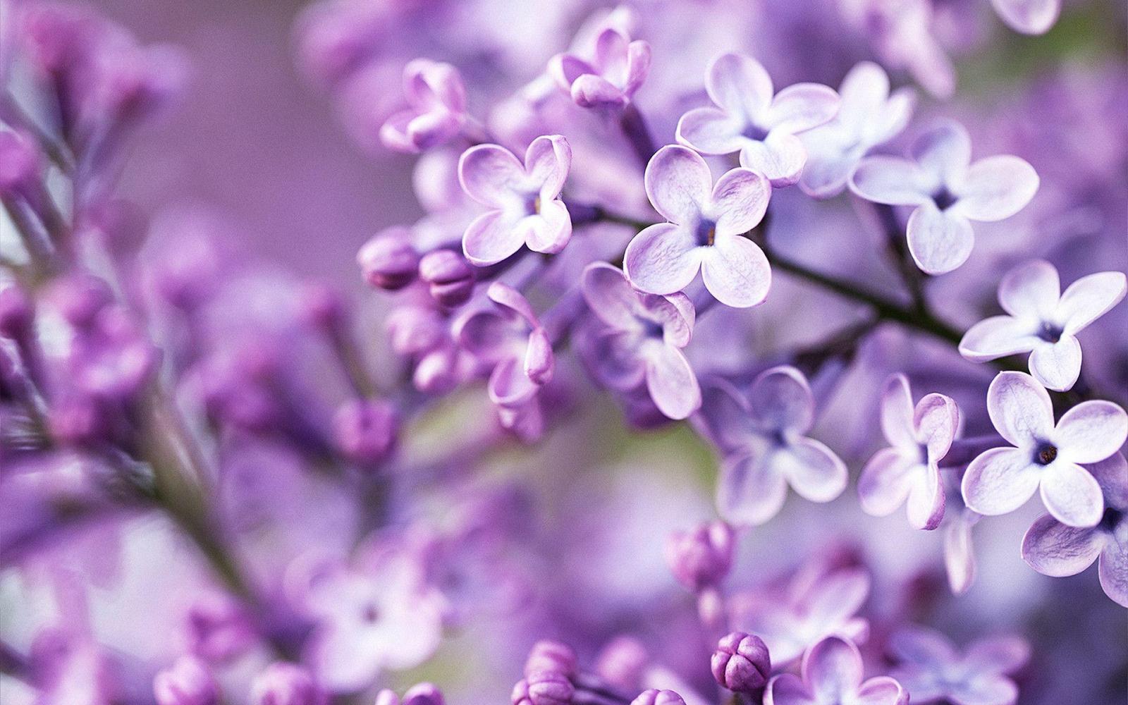 1920x1200 Purple Flowers Wallpapers