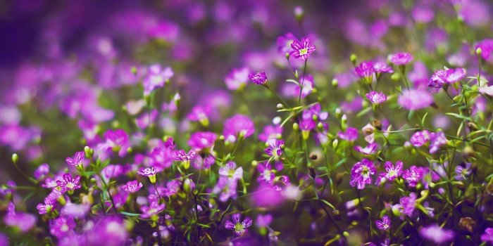 1920x1080 Purple Flowers Wallpapers