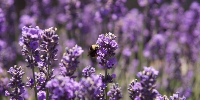 1920x1273 Purple Flowers Wallpapers