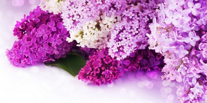 1680x1050 Purple Flowers Wallpapers