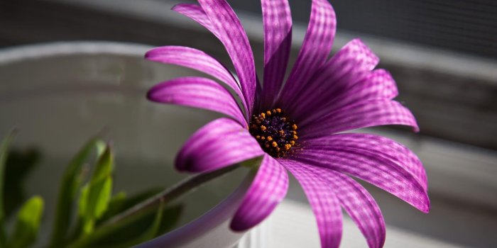 1920x1200 Purple Flowers Wallpapers