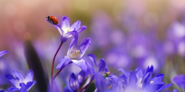3840x2160 Ladybug on Purple Flower Wallpaper - iPhone, Android & Desktop