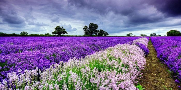 1920x1080 White Purple Flower Field HD Wallpaper HD Desktop Wallpapers Windows
