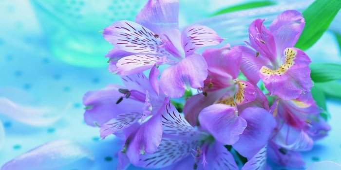 2880x1800 Purple Flower Computer Desktop Background Desktop Wallpapers High