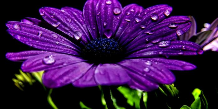 1504x837 Flowers Purple Wallpaper Background | Wallpapers No Limit