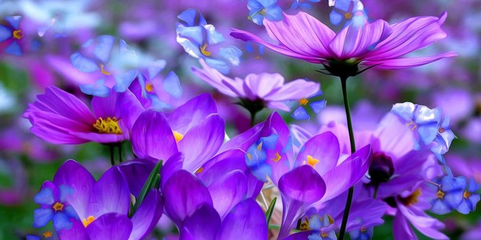 1920x1080 Free download Purple Flowers HD Wallpapers For Desktop Best