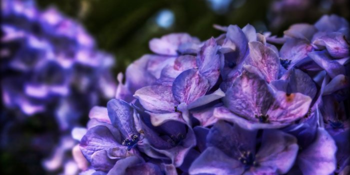3840x2160 Dreamy Purple Flower ❤ 4K HD Desktop Wallpaper for 4K Ultra HD TV