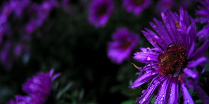 1024x768 45+] Purple Flower Desktop Wallpaper on WallpaperSafari