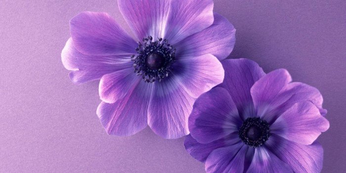1680x1050 hd-wallpapers-purple-flower-wallpaper-border-desktop-flowers