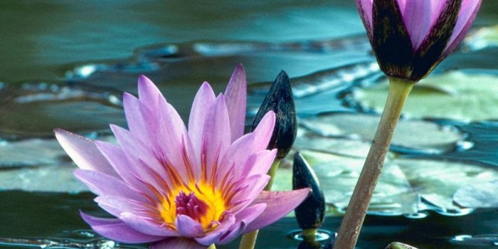 1024x768 Desktop Flower Wallpapers - Beautiful Flower Wallpapers