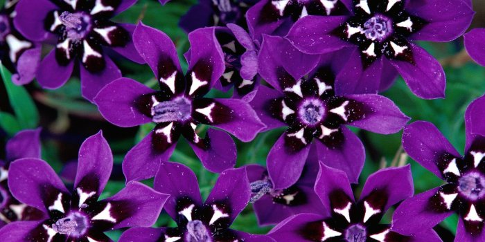 1600x1200 Purple Flowers wallpaper | 1600x1200 | #38138