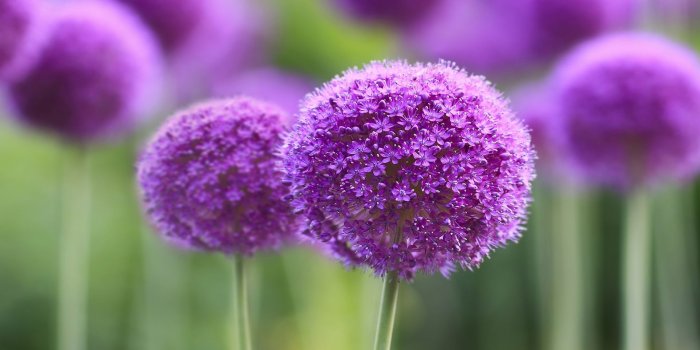 1920x1080 60+ Field of Purple Flowers Wallpapers - Download at WallpaperBro