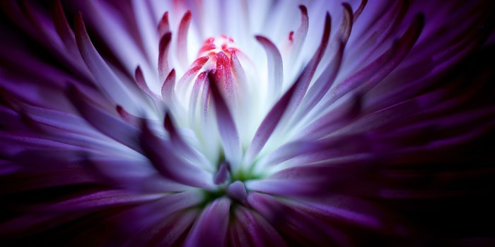 3840x2400 Purple Floral Desktop Background