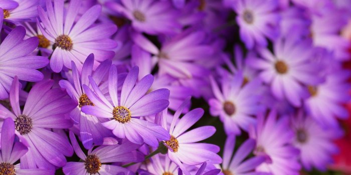 1920x1200 Purple Flowers Wallpapers