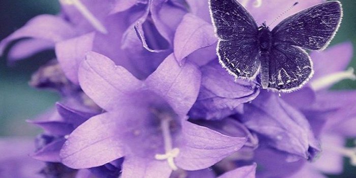 1024x768 69+] Purple Flower Wallpaper on WallpaperSafari